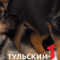 В Туле ищут дом шести брошенным щенкам - ТК Первый Тульский