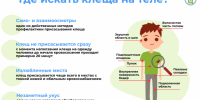 За неделю 44 жителя Тульской области подверглись укусам клещей - Молодой коммунар
