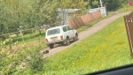 В Богородицке привязанную собаку тащила за собой машина: полиция начала разбирательства