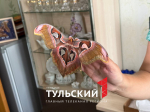 Тулячка создала в своей квартире ферму с тропическими бабочками