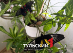 Тулячка создала в своей квартире ферму с тропическими бабочками