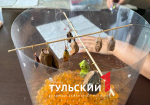 Тулячка создала в своей квартире ферму с тропическими бабочками