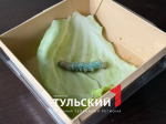 Тулячка создала в своей квартире ферму с тропическими бабочками