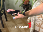 Тулячка создала в своей квартире ферму с тропическими бабочками