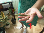 Тулячка создала в своей квартире ферму с тропическими бабочками