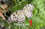 Тулячка создала в своей квартире ферму с тропическими бабочками