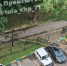 Аварийное дерево рухнуло на пешеходную дорожку в Платоновском парке Тулы - ИА Тульская служба новостей