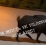 В деревне Харино под Тулой заметили кабана - ТК Первый Тульский