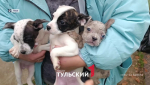 Собачий бизнес: как в Туле зарабатывают на продаже больных щенков