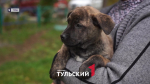 Собачий бизнес: как в Туле зарабатывают на продаже больных щенков