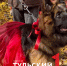 В Туле прошел парад собак: фоторепортаж - ТК Первый Тульский