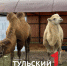 Под Тулой появилась первая верблюжья ферма - ТК Первый Тульский