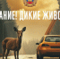 Госавтоинспекция напоминает тулякам о диких животных на дорогах - Myslo.Ru