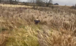 Немую девочку в Узловой нашли в поле с помощью авиации. Видео