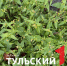 В ноябре в Туле расцвели цветы - ТК Первый Тульский