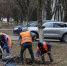 В Туле на проспекте Ленина начали высаживать липы - Молодой коммунар