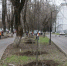 На проспекте Ленина в Туле приступили к посадке лип - ТК Первый Тульский