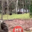 Дикие кабаны забрели на территорию администрации музея «Ясная Поляна» - Myslo.Ru