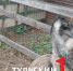 Сотрудники зооуголка рассказали, как будут зимовать страусы в Туле - ТК Первый Тульский