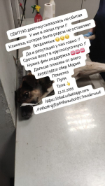 собаа1.jpg