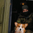Пес Бафик стал верным другом военного в Тульской области - ТК Первый Тульский