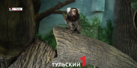 Какие виды обезьян проживают в Тульском экзотариуме - ТК Первый Тульский