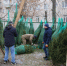 Елочные базары начнут работать в Туле 20 декабря - Молодой коммунар