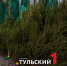 В Туле заработали елочные базары: цены и список адресов - ТК Первый Тульский
