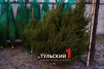 В Туле заработали елочные базары: цены и список адресов