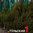 В Туле опровергли слухи: из ёлок ползут обычные клопы, а не клещи - ТК Первый Тульский