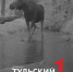 За сбитого лося в Тульской области перевозчика оштрафовали на 80 000 рублей - ТК Первый Тульский