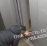 Мужчина избил собак в лифте в Туле - ИА Тульская служба новостей