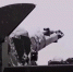 «Ростех» привез тульский «Панцирь-С1М» на выставку World Defense Show - ИА Тульская пресса.Ru