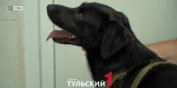 С 1 июля 2026 года туляки получат штраф за животных без чипа - ТК Первый Тульский