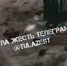 Туляки пожаловались на крыс у контейнерной площадки - ИА Тульская служба новостей
