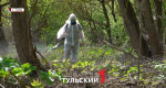 Россиян будут штрафовать за борщевик на дачном участке