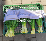Черемша имеет смертельно опасных двойников