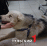 В теле раненой стрелой собаки под Богородицком нашли пулю - ТК Первый Тульский