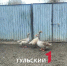 Съëмочная группа "Первого Тульского" столкнулась с боевыми гусями - ТК Первый Тульский