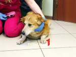 В Туле дворняга дважды пережила рак: Мандаринке нужна помощь