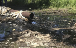 Под Богородицком ликвидируют захоронение нефтепродуктов площадью в 2,6 га