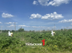 В Туле потратят 20 млн рублей на борьбу с борщевиком