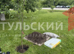 Под Ясной Поляной высадили оригинальные сорта яблонь времен Толстого