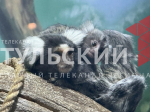 В тульском экзотариуме показали новорожденных игрунок