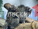 В тульском экзотариуме показали новорожденных игрунок