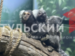 В тульском экзотариуме показали новорожденных игрунок