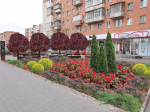 На ул. Советской высадят клены, туи, можжевельник и многолетние цветы