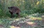 Кабана заметили в Платоновском парке Тулы