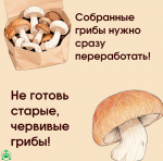 Информация по профилактике отравлений несовершеннолетних грибами в сезон активного сбора