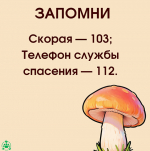 Информация по профилактике отравлений несовершеннолетних грибами в сезон активного сбора
